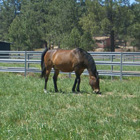 Retired horse in pasture